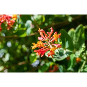 Plantiflor Rote Geißschlinge Topf Durchmesser 17 cm Plantiflor Rote Geißschlinge Topf Durchmesser 17 cm