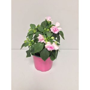 Plantiflor Fleißiges Lieschen Double Fiesta T12 Plantiflor Fleißiges Lieschen Double Fiesta T12