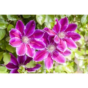 Plantiflor Großblumige Waldrebe Dr Ruppel Topf Durchmesser 17 cm Plantiflor Großblumige Waldrebe Dr Ruppel Topf Durchmesser 17 cm
