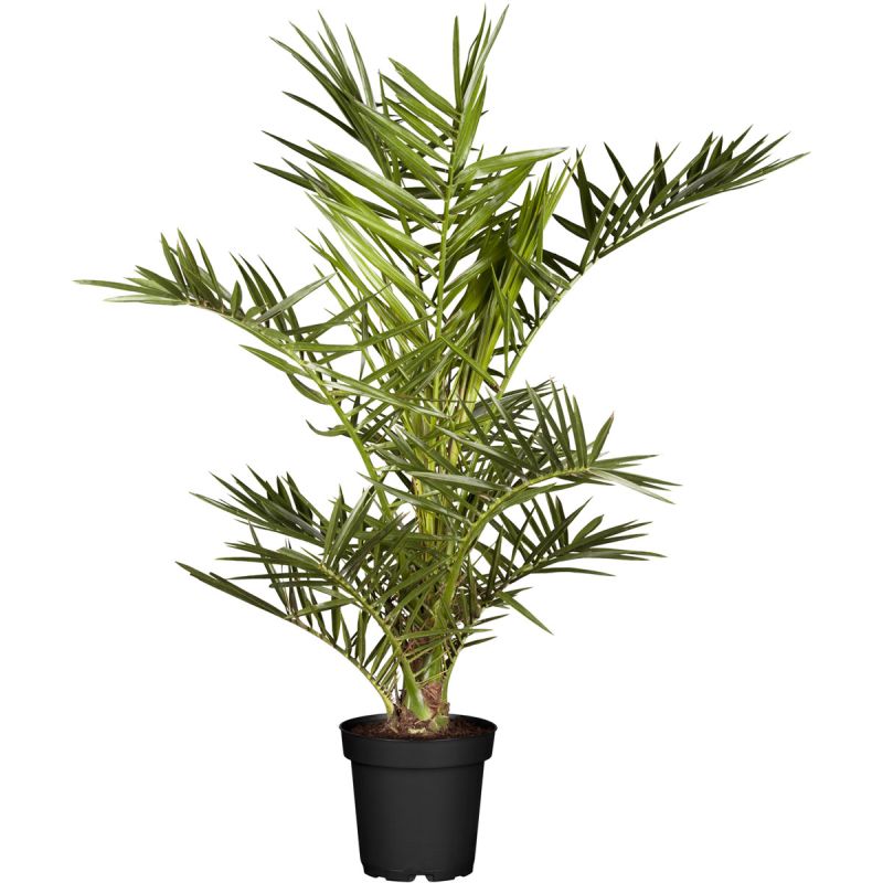 Plantiflor IMPO Phoenix canariensis T19