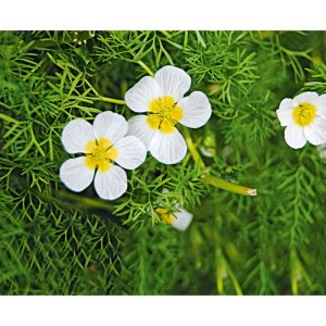 Plantiflor Wasserpflanzen Topf Durchmesser 11 cm Plantiflor Wasserpflanzen Topf Durchmesser 11 cm
