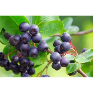 Plantiflor Schwarze Apfelbeere Topf Durchmesser 17 cm Plantiflor Schwarze Apfelbeere Topf Durchmesser 17 cm