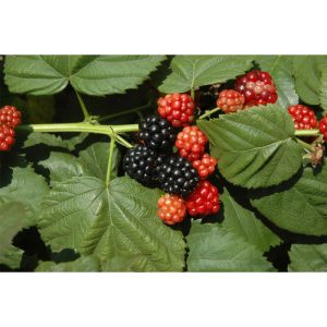 Plantiflor Brombeere Topf Durchmesser 17 cm Plantiflor Brombeere Topf Durchmesser 17 cm
