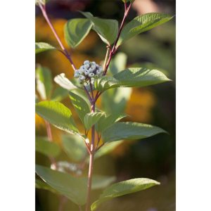 Plantiflor Rotholz-Hartriegel Sibirica Topf Durchmesser 19 cm Plantiflor Rotholz-Hartriegel Sibirica Topf Durchmesser 19 cm