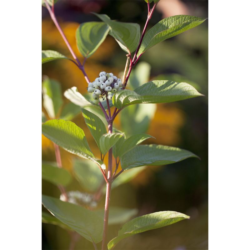 Plantiflor Rotholz-Hartriegel Sibirica Topf Durchmesser 19 cm