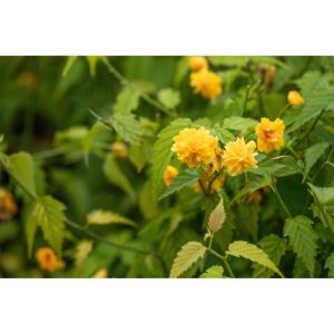Plantiflor Gefüllter Ranunkelstrauch Topf Durchmesser 19 cm Plantiflor Gefüllter Ranunkelstrauch Topf Durchmesser 19 cm