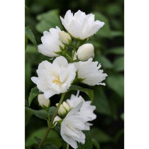 Plantiflor Gefüllter Gartenjasmin Topf Durchmesser 19 cm Plantiflor Gefüllter Gartenjasmin Topf Durchmesser 19 cm