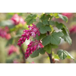 Plantiflor Blutjohannisbeere King Edward VII Topf Durchmesser 19 cm Plantiflor Blutjohannisbeere King Edward VII Topf Durchmesser 19 cm