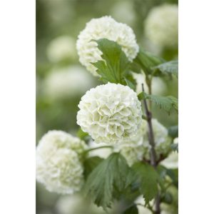 Plantiflor Gefüllter Schneeball Roseum Topf Durchmesser 19 cm Plantiflor Gefüllter Schneeball Roseum Topf Durchmesser 19 cm