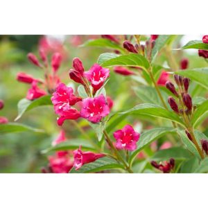 Plantiflor Rote Weigelie Bristol Ruby Topf Durchmesser 19 cm Plantiflor Rote Weigelie Bristol Ruby Topf Durchmesser 19 cm