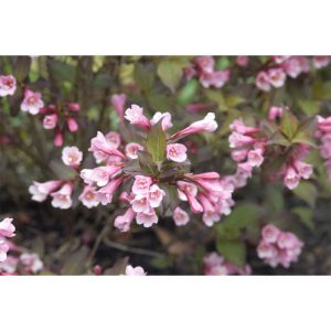 Plantiflor Rotblättrige Weigelie Purpurea Topf Durchmesser 19 cm