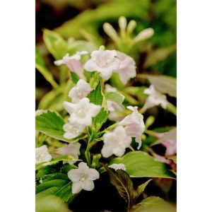 Plantiflor Buntblättrige Weigelie Nana Variegata Topf Durchmesser 19 cm Plantiflor Buntblättrige Weigelie Nana Variegata Topf Durchmesser 19 cm