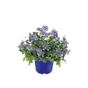 Plantiflor Verbene verschiedene Farben T13 Plantiflor Verbene verschiedene Farben T13