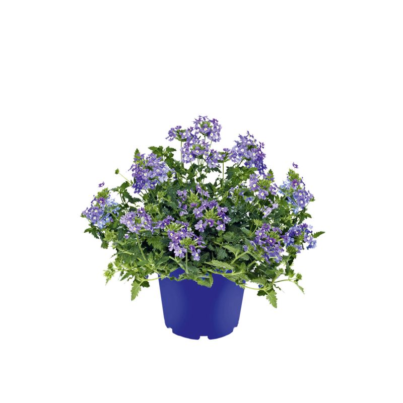 Plantiflor Verbene verschiedene Farben T13
