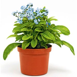 Plantiflor Vergissmeinnicht im Topf Durchmesser 11 cm Plantiflor Vergissmeinnicht im Topf Durchmesser 11 cm