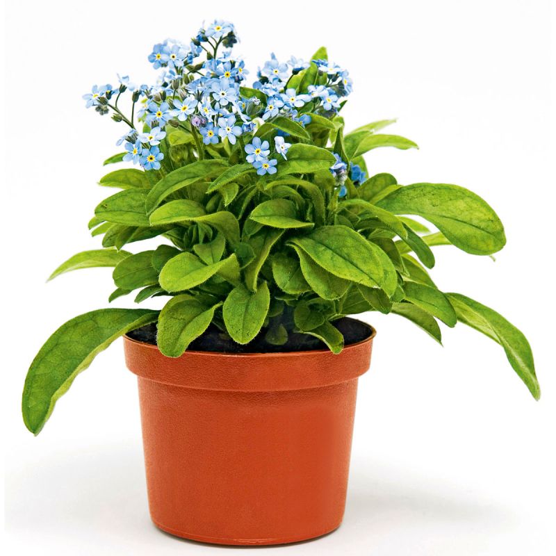 Plantiflor Vergissmeinnicht im Topf Durchmesser 11 cm