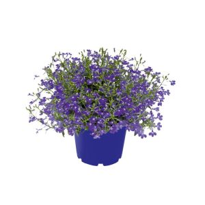 Plantiflor Männertreu Topf Durchmesser 10,5 cm Plantiflor Männertreu Topf Durchmesser 10,5 cm