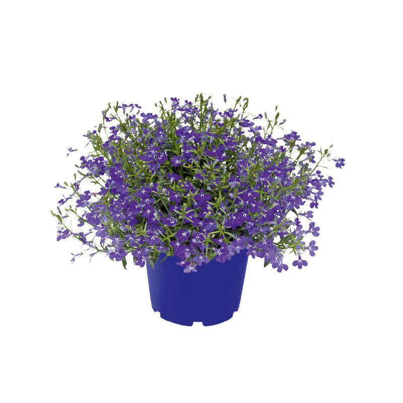 Plantiflor Männertreu Topf Durchmesser 10,5 cm