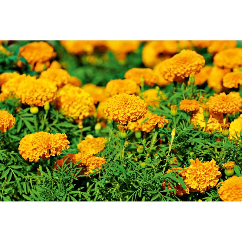 Plantiflor Aufrechte Studentenblume Topf Durchmesser 10,5 cm