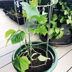 Gurkenturm 120 cm Gurkenturm 120 cm