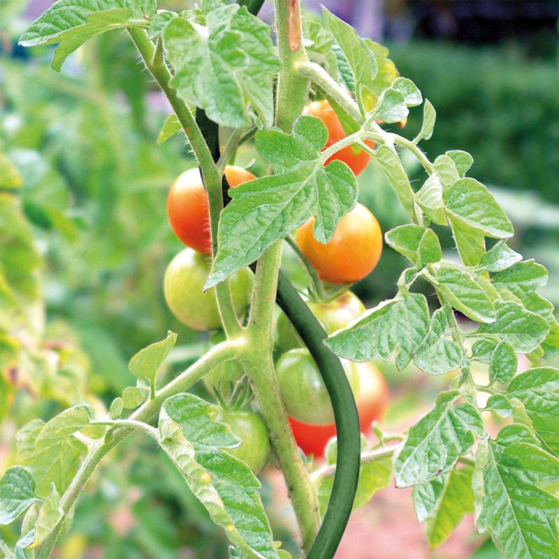 Tomatenspirale 170 cm