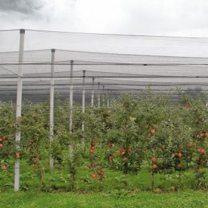 Windhager Hagelschutz-Netz 5×2 m grün Maschenweite 8 mm Windhager Hagelschutz-Netz 5×2 m grün Maschenweite 8 mm