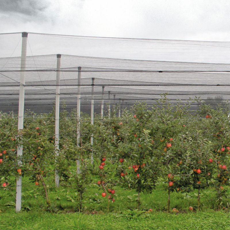 Windhager  Hagelschutz-Netz 5x2 m grün Maschenweite 8 mm