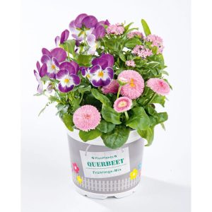 Plantiflor Frühlings-Mix Topf Durchmesser 13 cm Plantiflor Frühlings-Mix Topf Durchmesser 13 cm