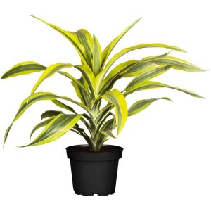 Drachenbaum Topf- Durchmesser 17 cm Drachenbaum Topf- Durchmesser 17 cm
