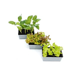 Plantiflor Gemüsejungpflanzen 6er-Pack Plantiflor Gemüsejungpflanzen 6er-Pack