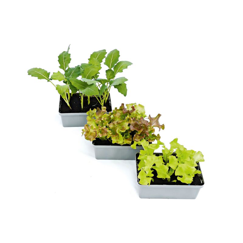 Plantiflor Gemüsejungpflanzen 6er-Pack