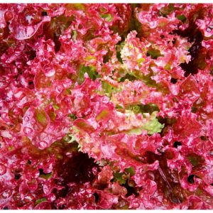 Plantiflor Salatjungpflanze Lollo Rosso 6er-Pack Plantiflor Salatjungpflanze Lollo Rosso 6er-Pack