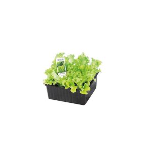 Plantiflor Salatjungpflanze Lollo Bionda 6er-Pack Plantiflor Salatjungpflanze Lollo Bionda 6er-Pack