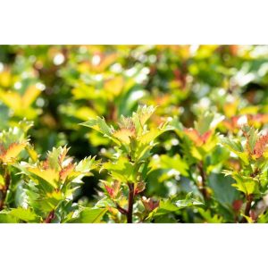 Plantiflor Stechpalme Little Rascal Topf Durchmesser 15 cm Plantiflor Stechpalme Little Rascal Topf Durchmesser 15 cm