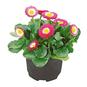 Plantiflor Gänseblümchen verschiedene Farben Plantiflor Gänseblümchen verschiedene Farben