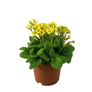 Plantiflor Echte Schlüsselblume Topf Durchmesser 11 cm Plantiflor Echte Schlüsselblume Topf Durchmesser 11 cm