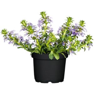 Plantiflor Fächerblume Topf Durchmesser 13 cm Plantiflor Fächerblume Topf Durchmesser 13 cm