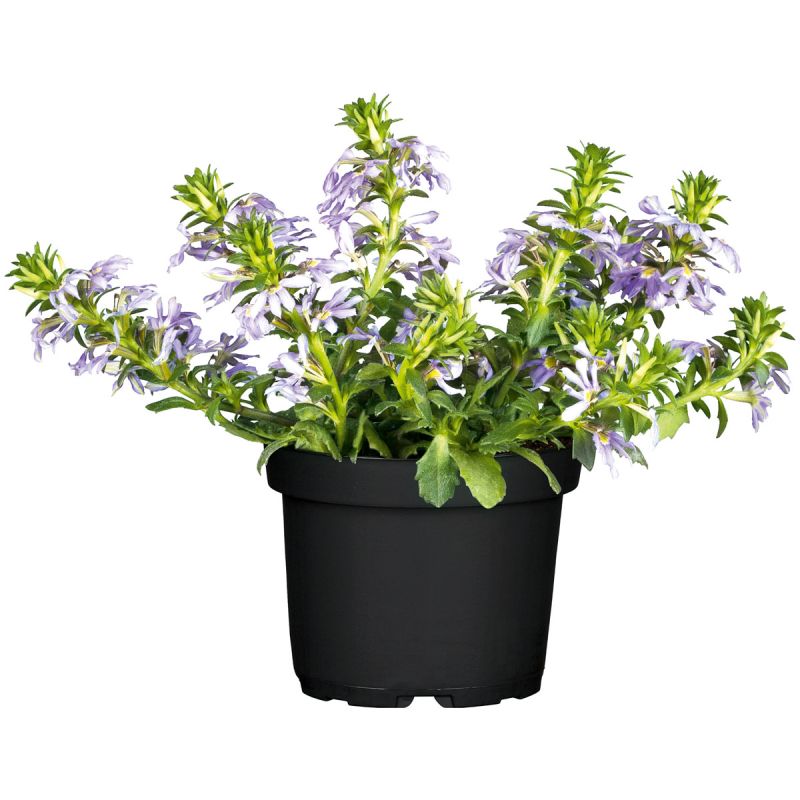 Plantiflor Fächerblume Topf Durchmesser 13 cm