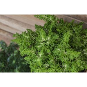Plantiflor Zwerg Hinoki-Zypresse Topf Durchmesser 17 cm Plantiflor Zwerg Hinoki-Zypresse Topf Durchmesser 17 cm