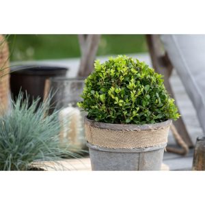 Plantiflor Amerikanische Stechpalme Kleiner Pirate Topf Durchmesser 19 cm Plantiflor Amerikanische Stechpalme Kleiner Pirate Topf Durchmesser 19 cm