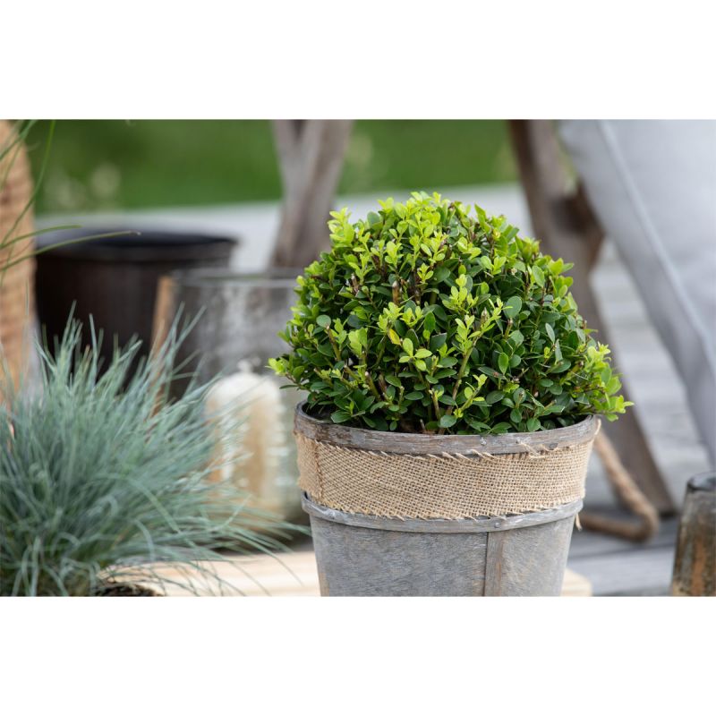 Plantiflor Amerikanische Stechpalme Kleiner Pirate Topf Durchmesser 19 cm