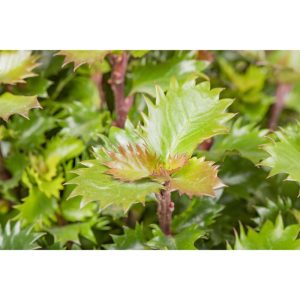 Plantiflor Stechpalme Little Rascal Topf Durchmesser 19 cm Plantiflor Stechpalme Little Rascal Topf Durchmesser 19 cm