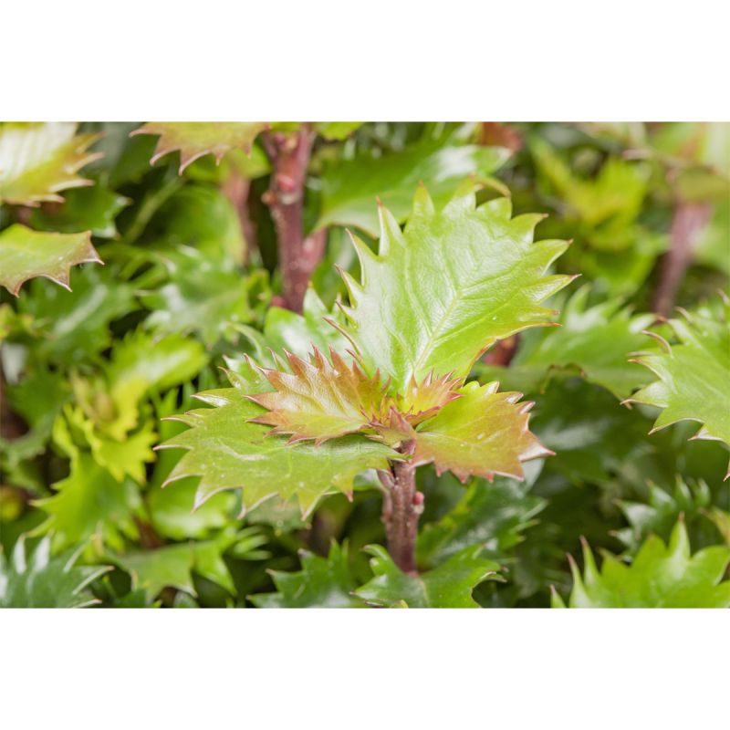 Plantiflor Stechpalme Little Rascal Topf Durchmesser 19 cm