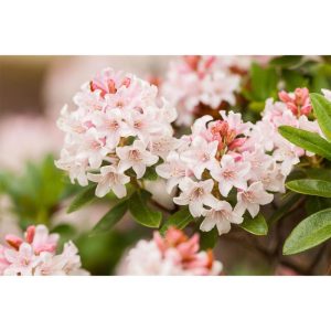 Plantiflor Zwerg-Rhododendron Bloombux Topf Durchmesser 23 cm Plantiflor Zwerg-Rhododendron Bloombux Topf Durchmesser 23 cm