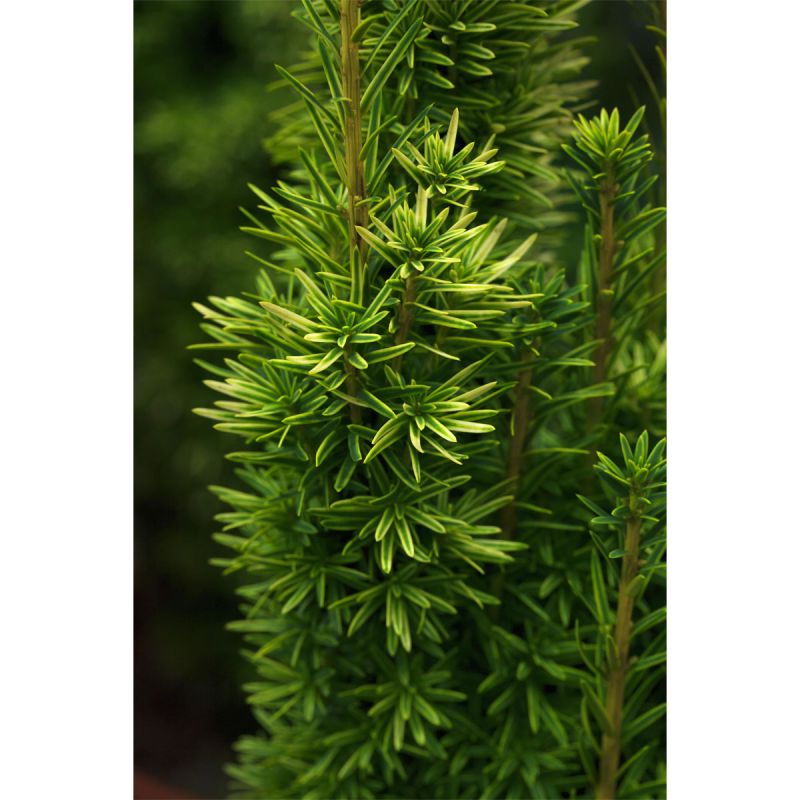 Plantiflor Gelbe Säuleneibe David Topf Durchmesser 23 cm