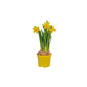 Plantiflor Narzisse Tete a Tete Topf Durchmesser 10,5 cm Plantiflor Narzisse Tete a Tete Topf Durchmesser 10,5 cm