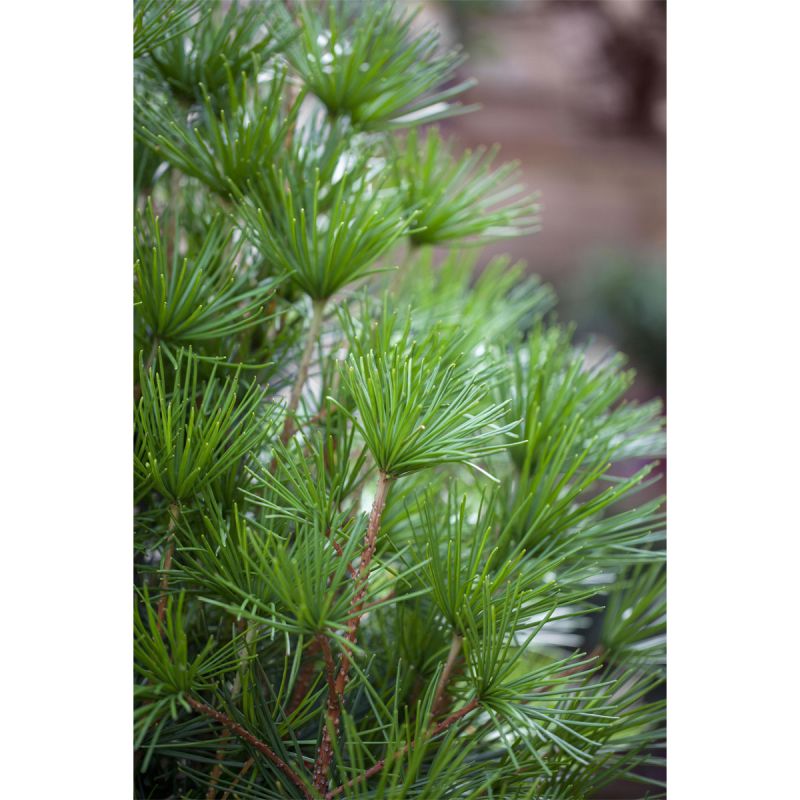 Plantiflor Japanische Schirmtanne Topf Durchmesser 19 cm
