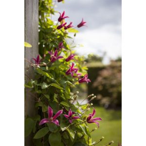 Plantiflor Waldrebe Princess Diana Topf Durchmesser 17 cm Plantiflor Waldrebe Princess Diana Topf Durchmesser 17 cm