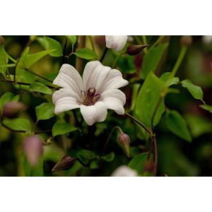 Plantiflor Waldrebe Princess Kate Topf Durchmesser 17 cm Plantiflor Waldrebe Princess Kate Topf Durchmesser 17 cm