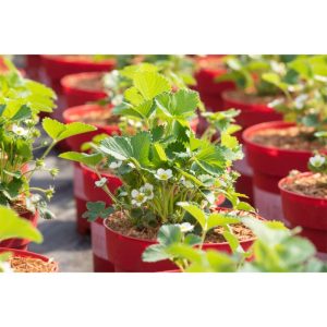 Plantiflor Die 4-Monats-Erdbeere Lucky Berry Topf Durchmesser 22 cm Plantiflor Die 4-Monats-Erdbeere Lucky Berry Topf Durchmesser 22 cm